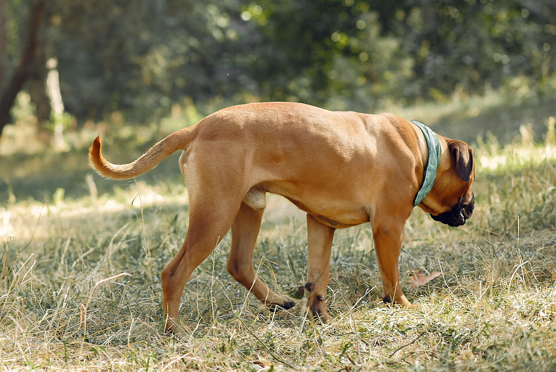 Detección y rastro deportivo canino